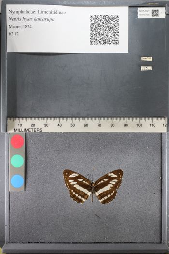 Media type: image;   Entomology 146126